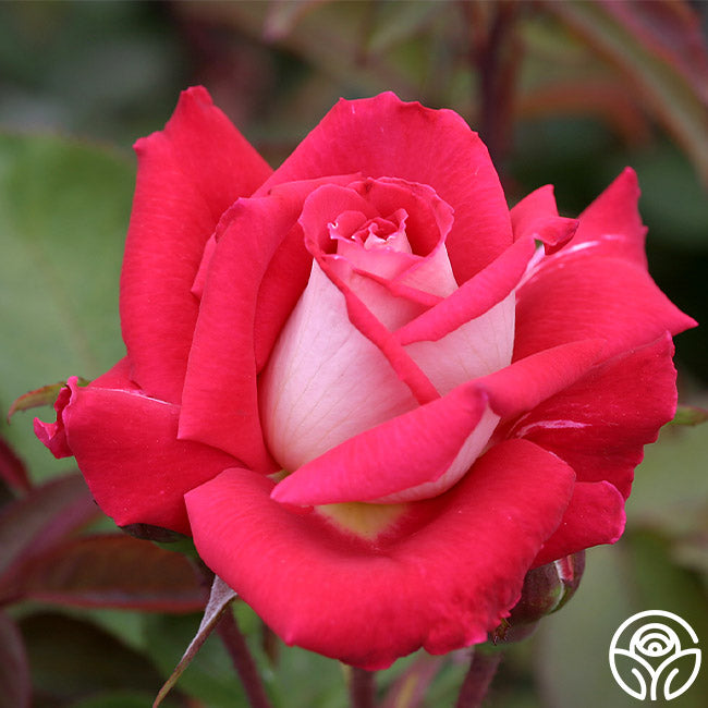 Love Rose Grandiflora Lightly Fragrant